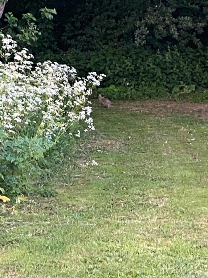 Roe Deer Meadow At Carr House Farm Hotell Scarborough Eksteriør bilde